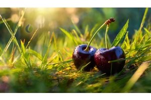 Kirschen: eine Superfrucht für Gesundheit und Wohlbefinden