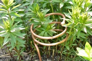 Lakhovsky Pflanz System von Meditech Europe zwischen jungen Pflanzen als Beispiel für eine Elektrokultur-Anwendung im Garten.