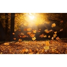 Herbstpaket Herbstpaket