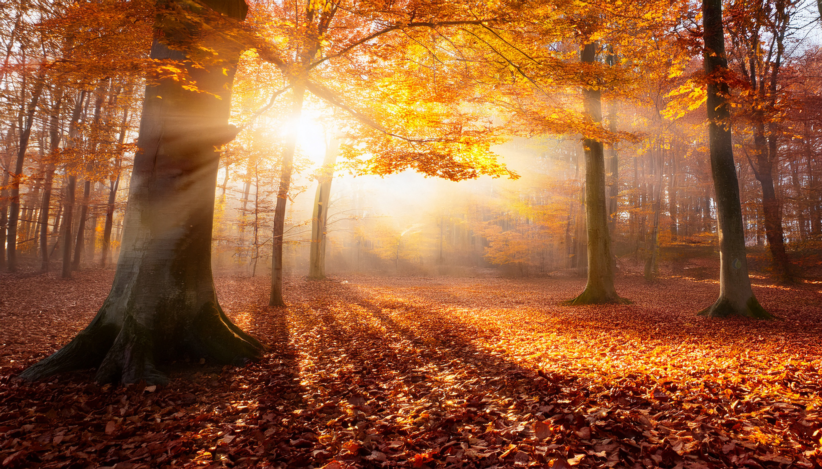Herbstwald mit Sonnenstrahlen – Sinnbild für Lunge, Darm und innere Balance im Herbst nach der TCM.