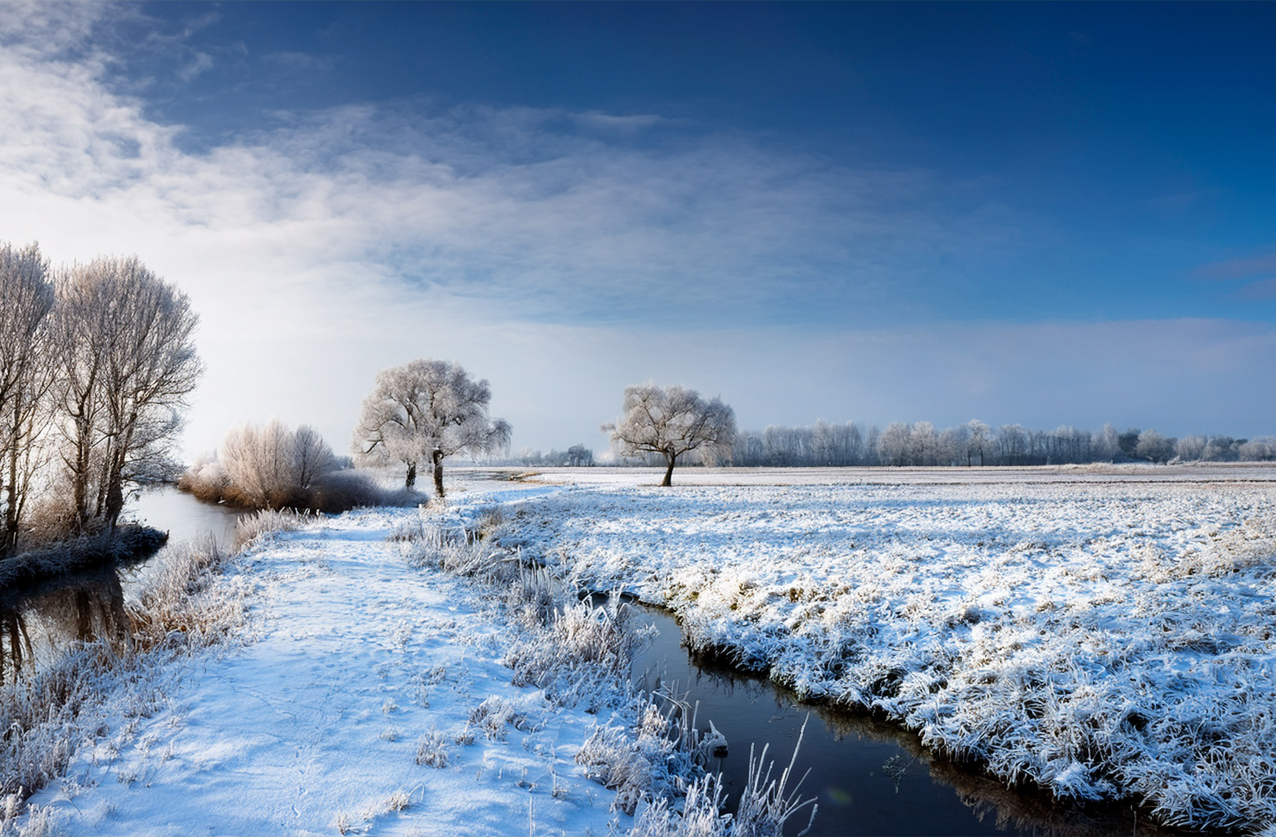 Verschneite Winterlandschaft mit Bäumen.
